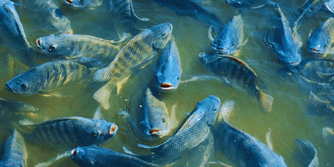 pisciculture﻿ hors sol