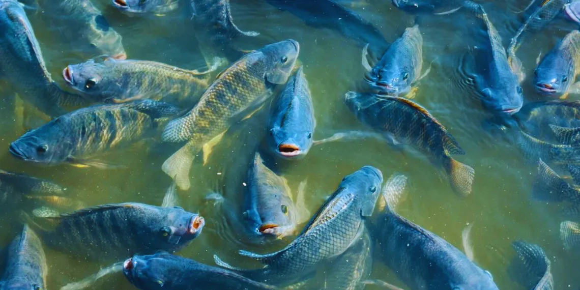 pisciculture﻿ hors sol