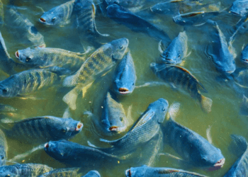 pisciculture﻿ hors sol