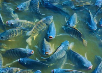 pisciculture﻿ hors sol