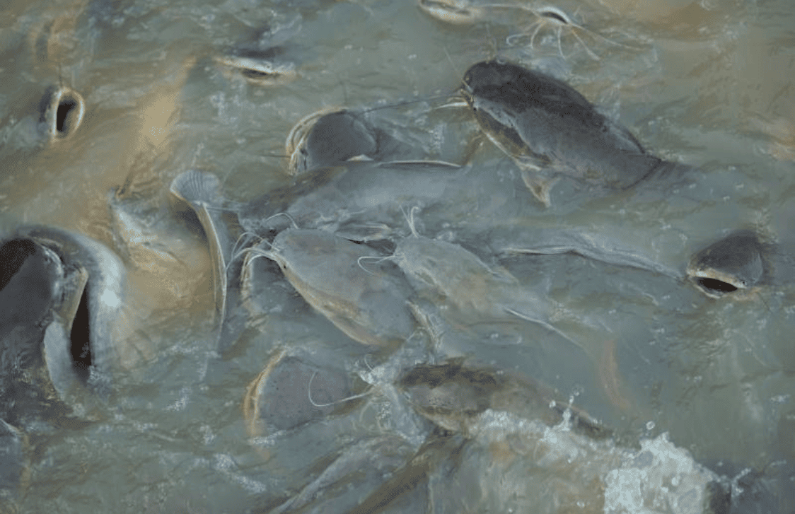 Poissons en bac hors sol