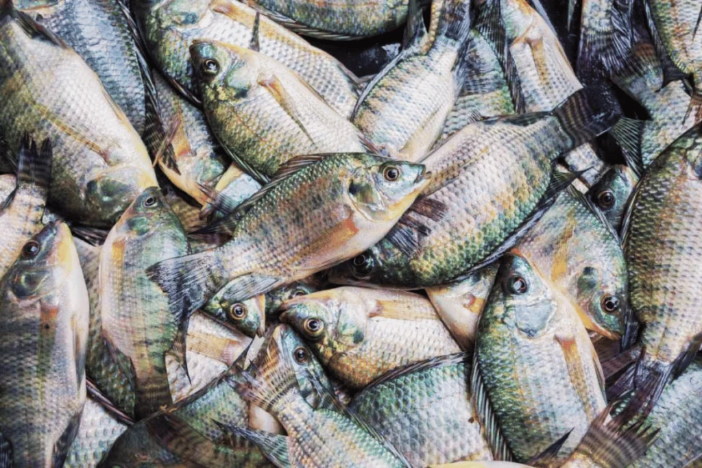 Tilapia - pisciculture hors sol