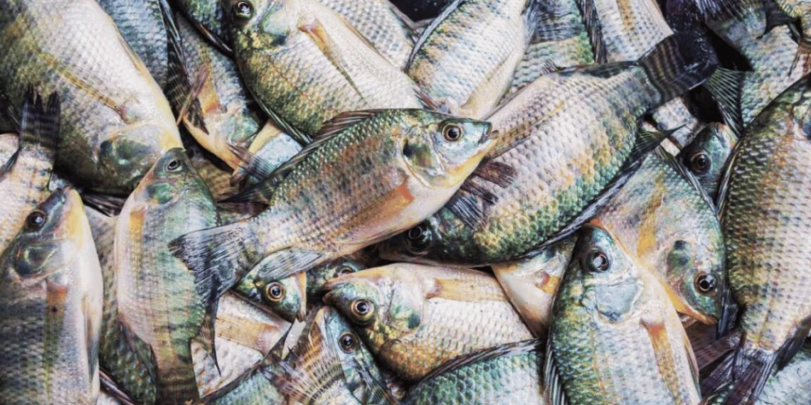 Tilapia - pisciculture hors sol