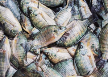 Tilapia - pisciculture hors sol
