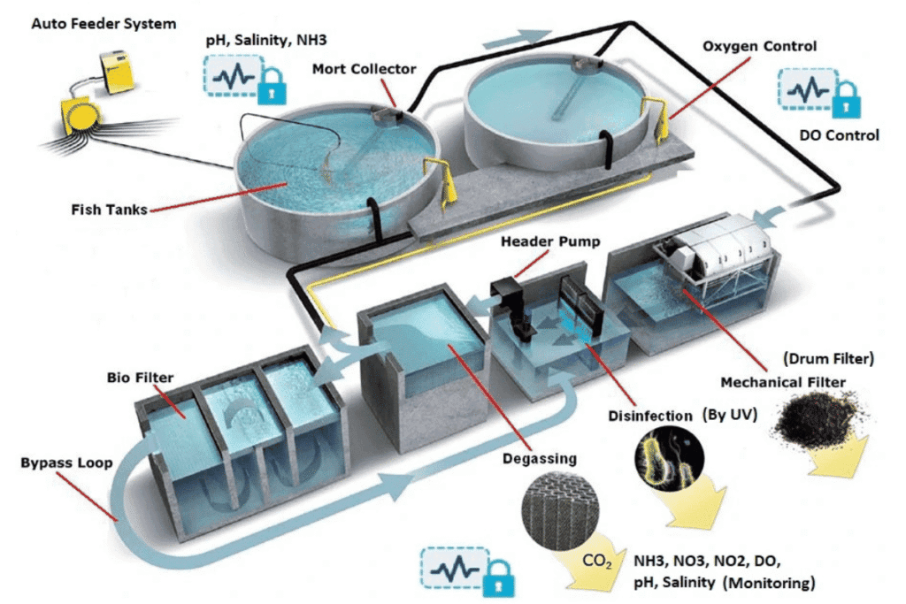 Tilapia - système clos pour l’élevage de tilapia