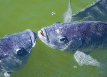 Tilapia - système clos pour l’élevage de tilapia