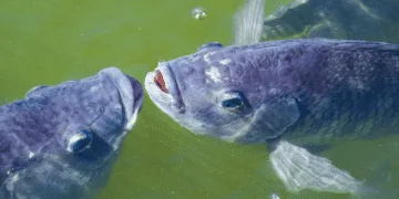 Tilapia - système clos pour l’élevage de tilapia