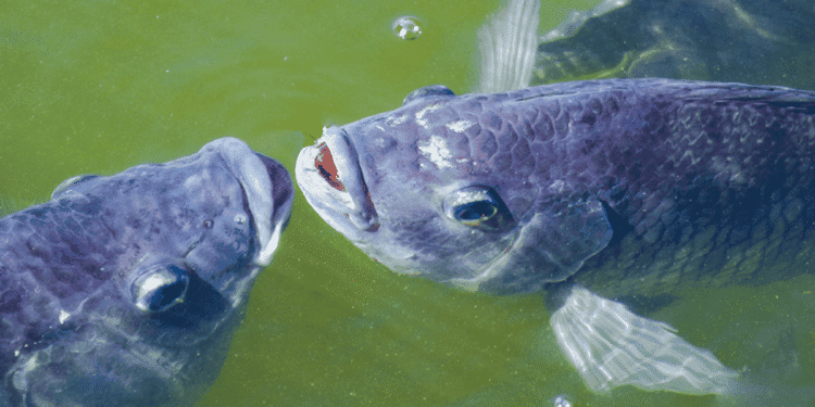 Tilapia - système clos pour l’élevage de tilapia