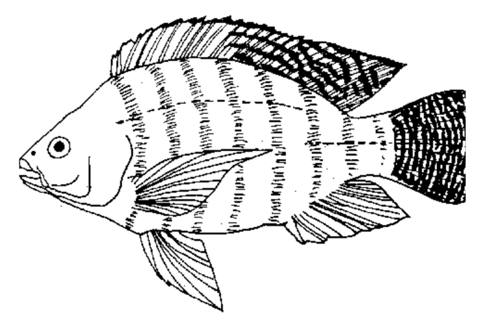 Tilapia - système clos pour l’élevage de tilapia