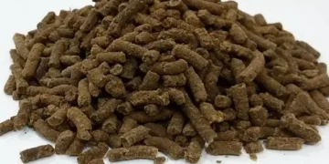 Pisciculture hors sol