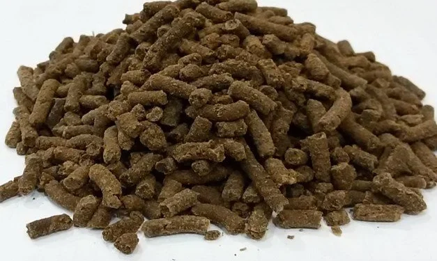 Pisciculture hors sol