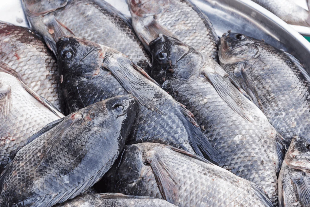 Pisciculture-hors-sol-