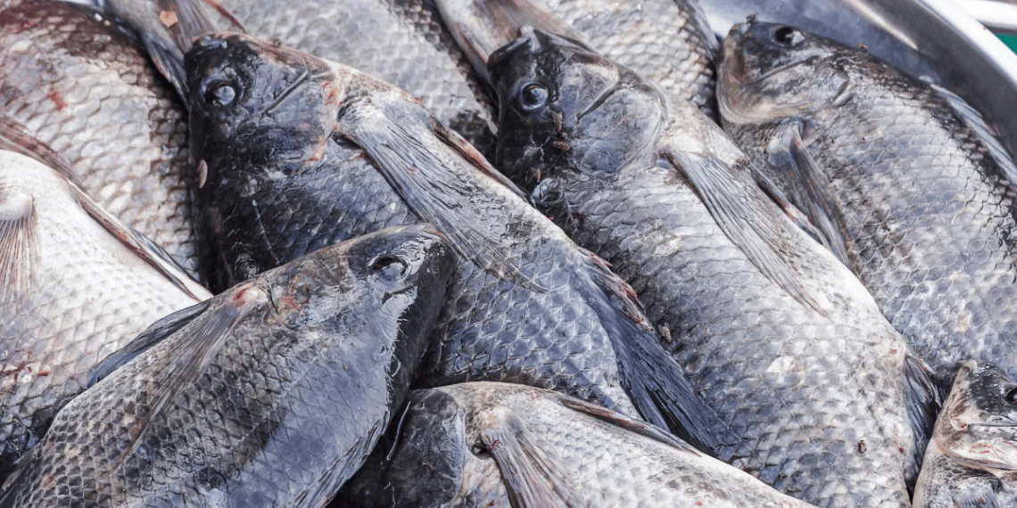 Pisciculture-hors-sol-