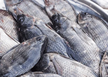 Pisciculture-hors-sol-