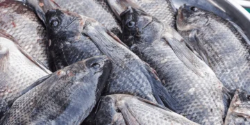 Pisciculture-hors-sol-