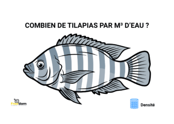 Pisciculture-hors-sol-densité-tilapia