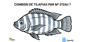 Pisciculture-hors-sol-densité-tilapia