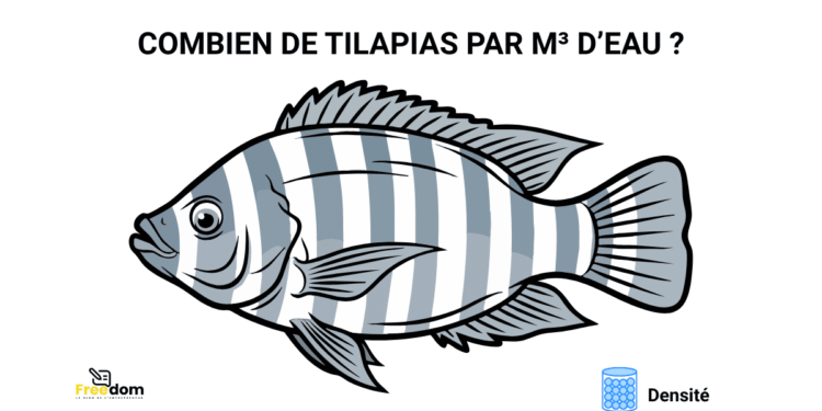 Pisciculture-hors-sol-densité-tilapia