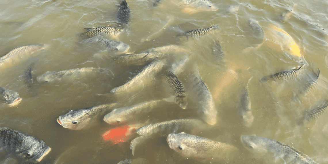 Pisciculture hors sol - tilapia