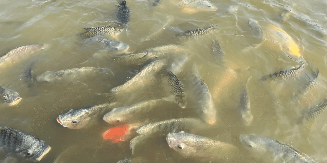 Pisciculture hors sol - tilapia