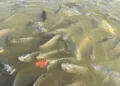 Pisciculture hors sol - tilapia