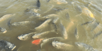 Pisciculture hors sol - tilapia