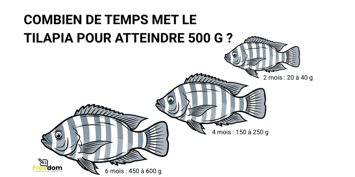 Pisciculture hors sol - tilapia 500 g