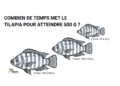 Pisciculture hors sol - tilapia 500 g