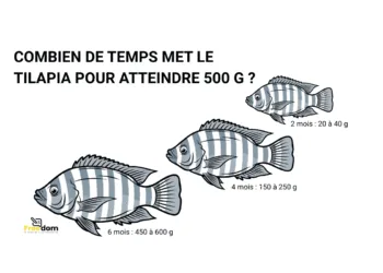 Pisciculture hors sol - tilapia 500 g