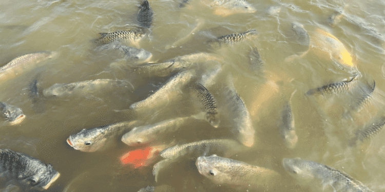 Pisciculture hors sol - tilapia
