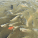 Pisciculture hors sol - tilapia