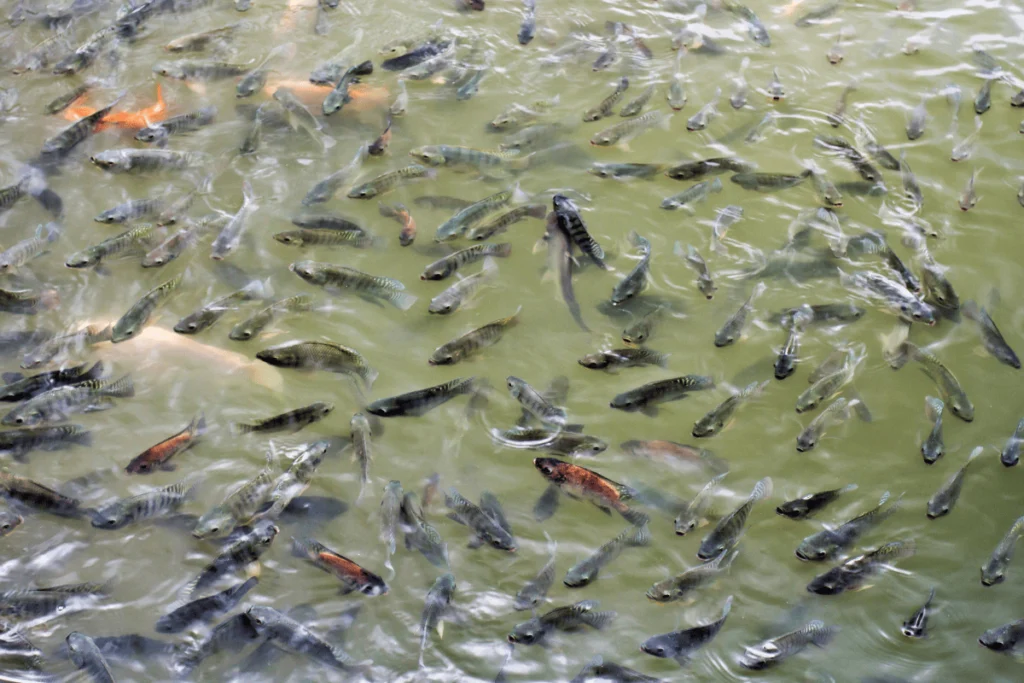 Pisciculture-hors-sol-Alevins