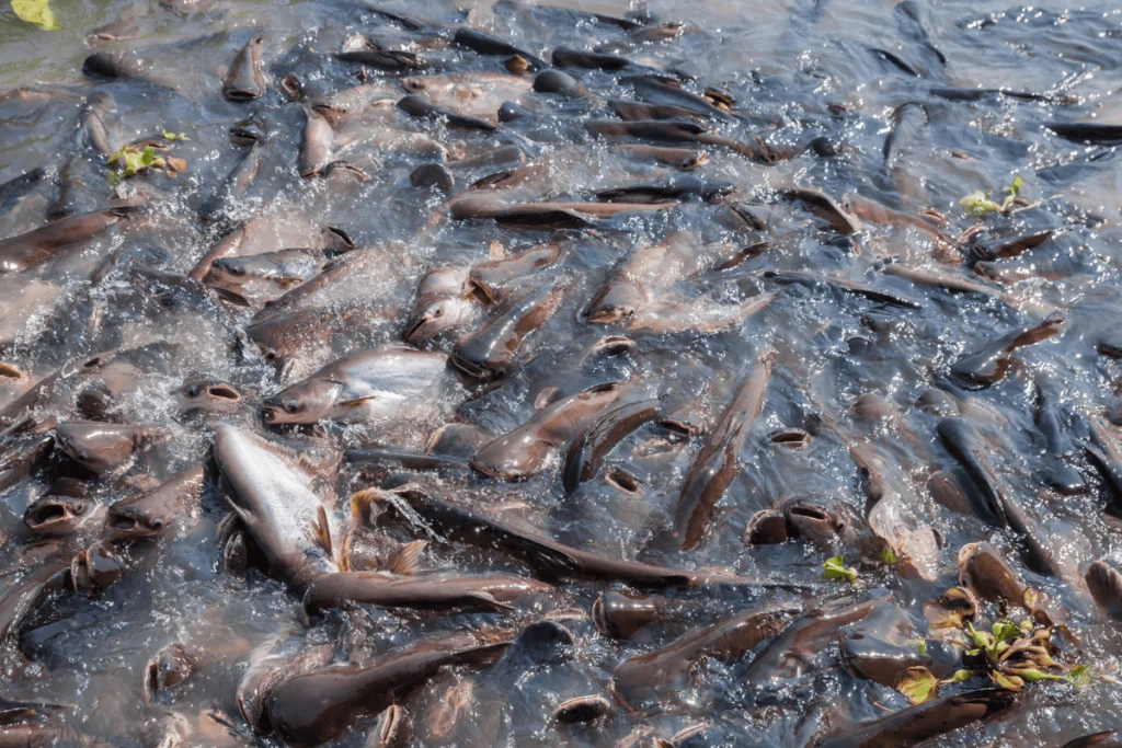 Pisciculture-hors-sol-Surpopulation