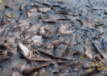 Pisciculture-hors-sol