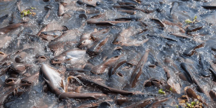 Pisciculture-hors-sol