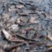 Pisciculture-hors-sol