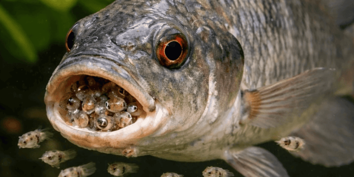 Pisciculture-hors-sol-alevins-et-femelle
