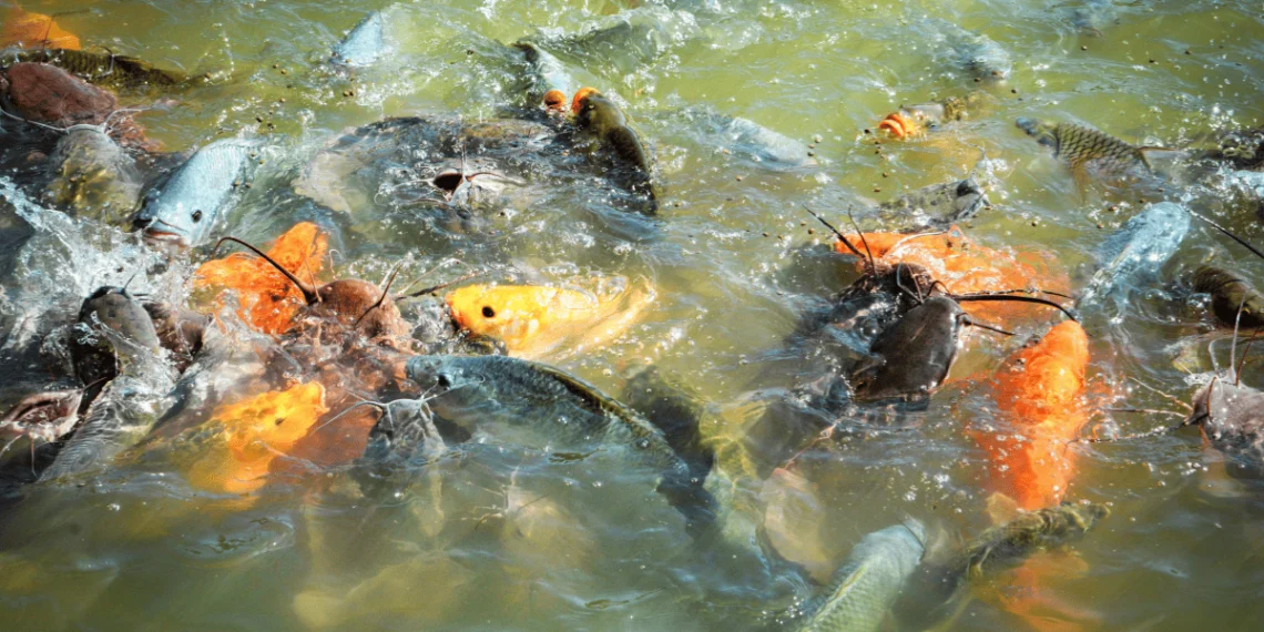 Pisciculture-hors-sol-fond