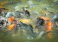 Pisciculture-hors-sol-fond