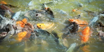 Pisciculture-hors-sol-fond