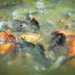 Pisciculture-hors-sol-fond