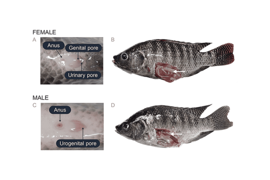 Pisciculture-hors-sol-male-et-femelle
